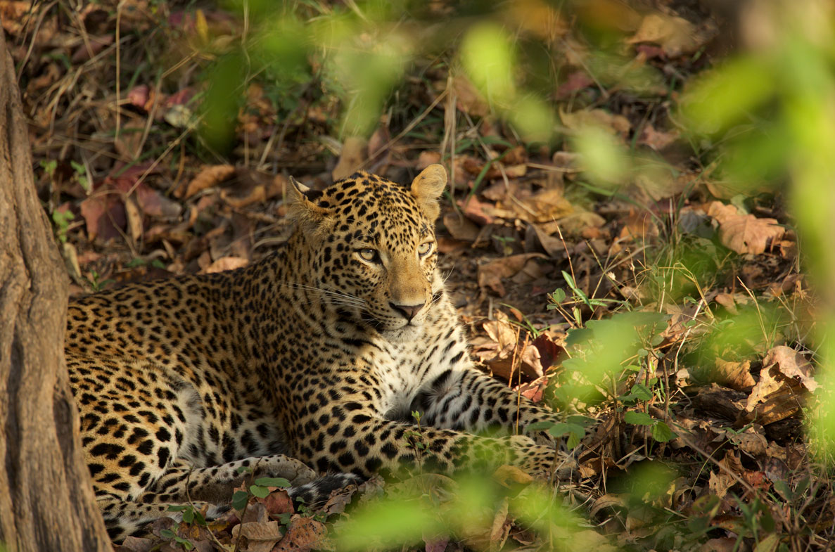 South India Wildlife Tour Leopard in Bandipur Tiger Reserve